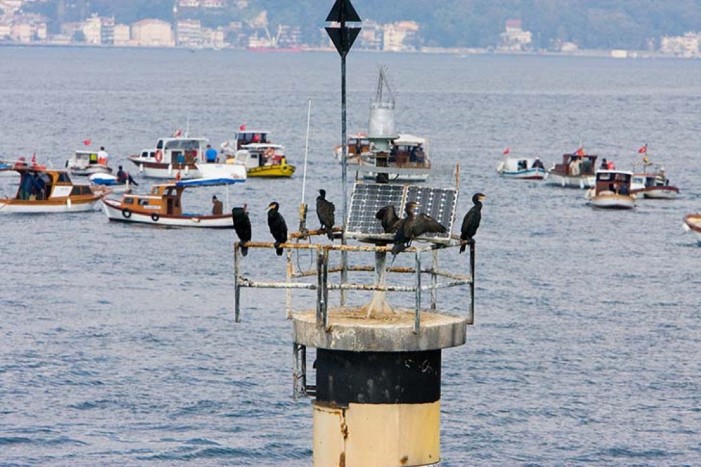 Cormorants And Fishermen On The Bosphorus