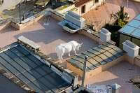 Bull On Roof Top