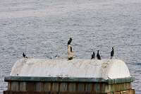 Cormorant Birds On The Bosphorus